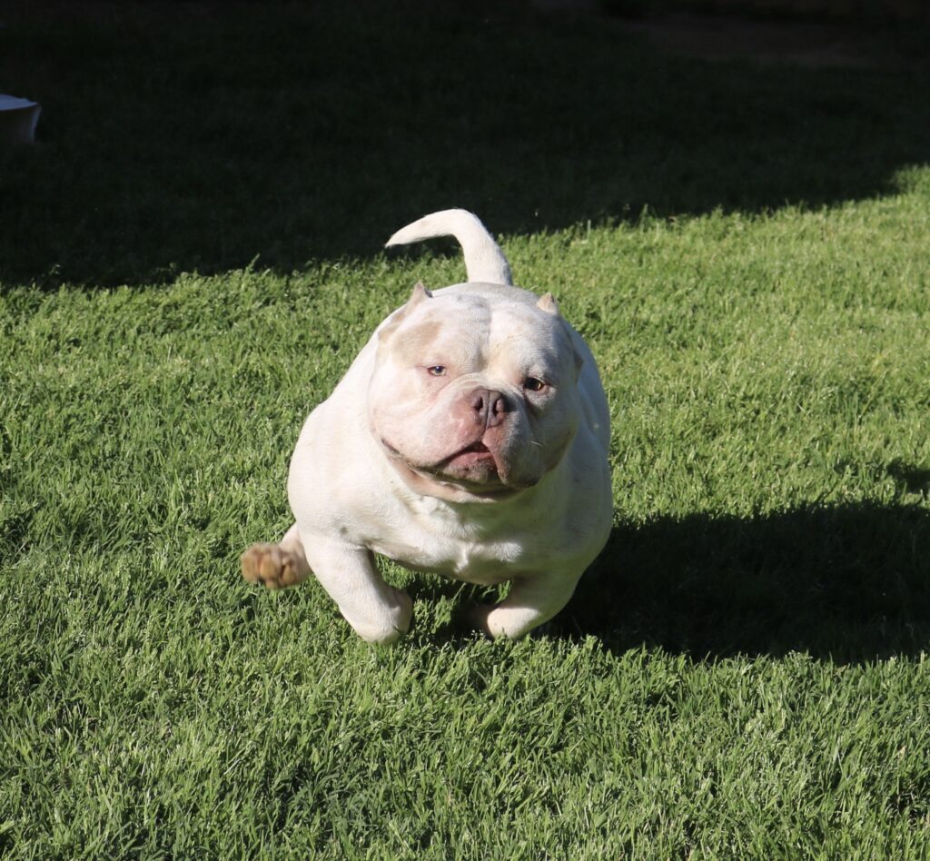 A white dog is standing in the grass.