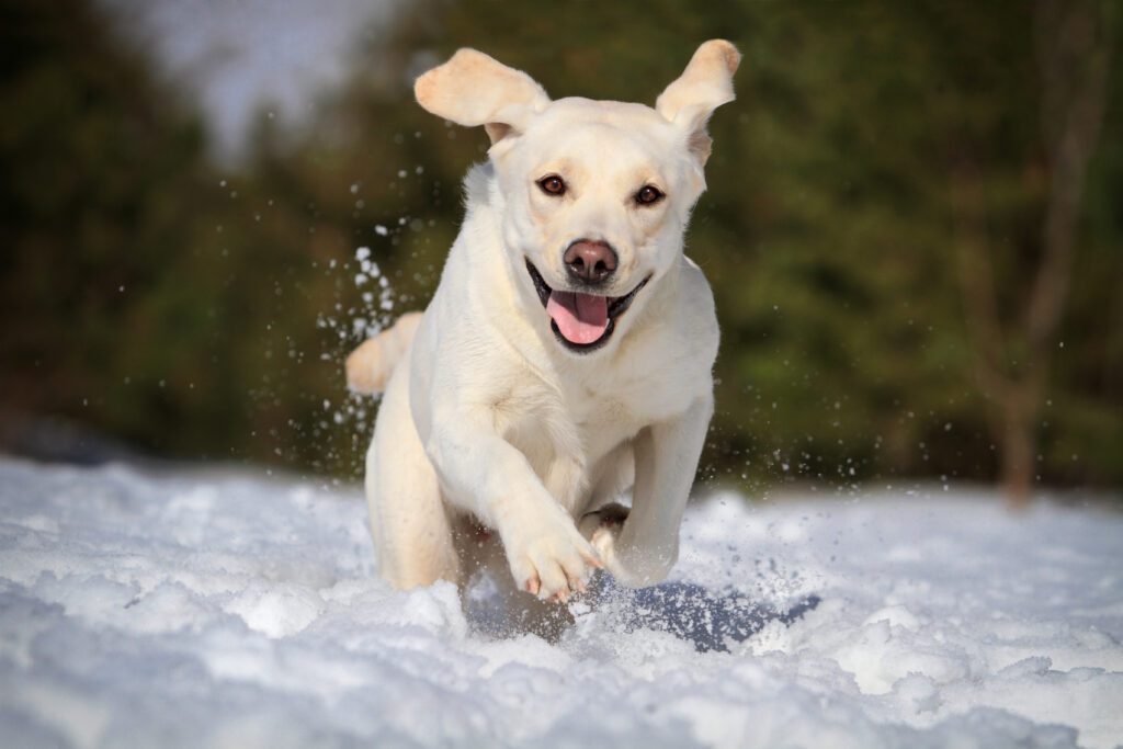 A dog running in the snow with trees in the background.