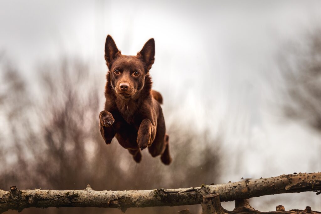 A dog jumping over a branch in the air.