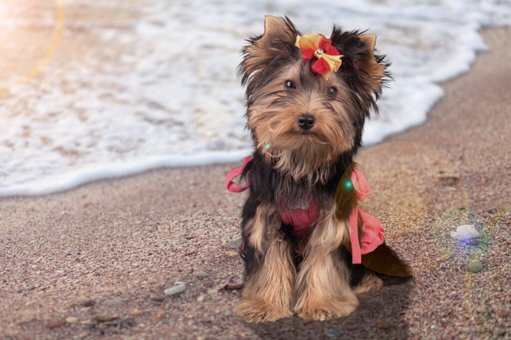 A small dog sitting on the beach with water in background.