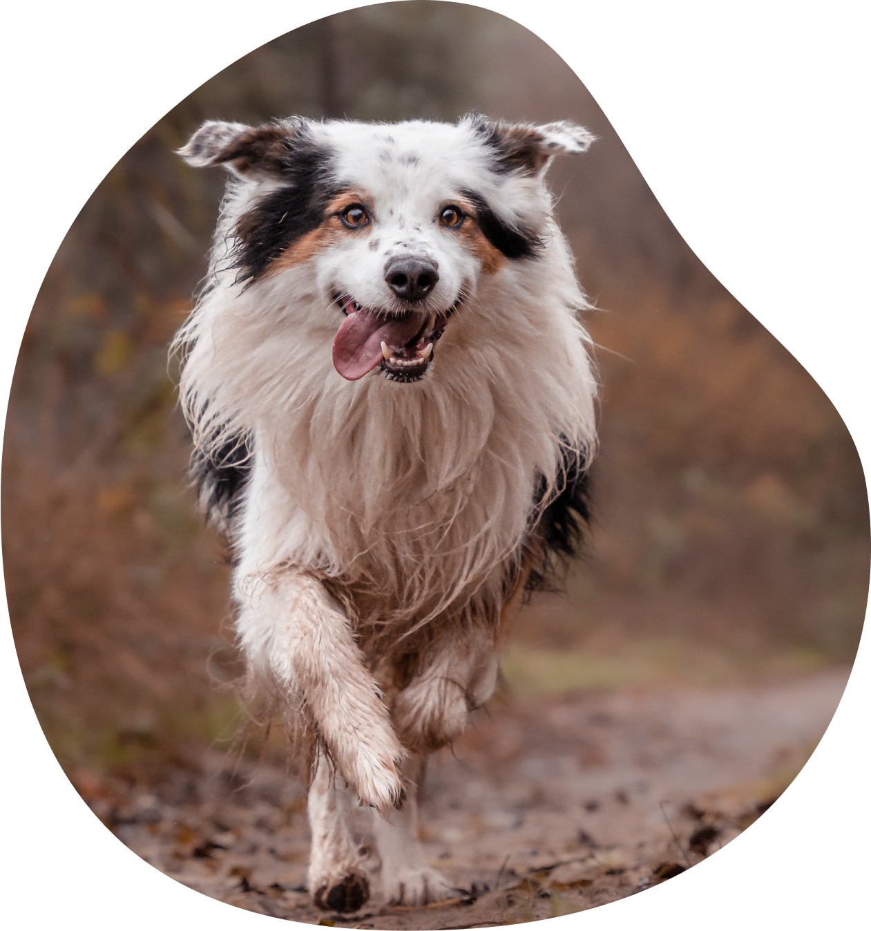 A dog running in the dirt with its tongue hanging out.