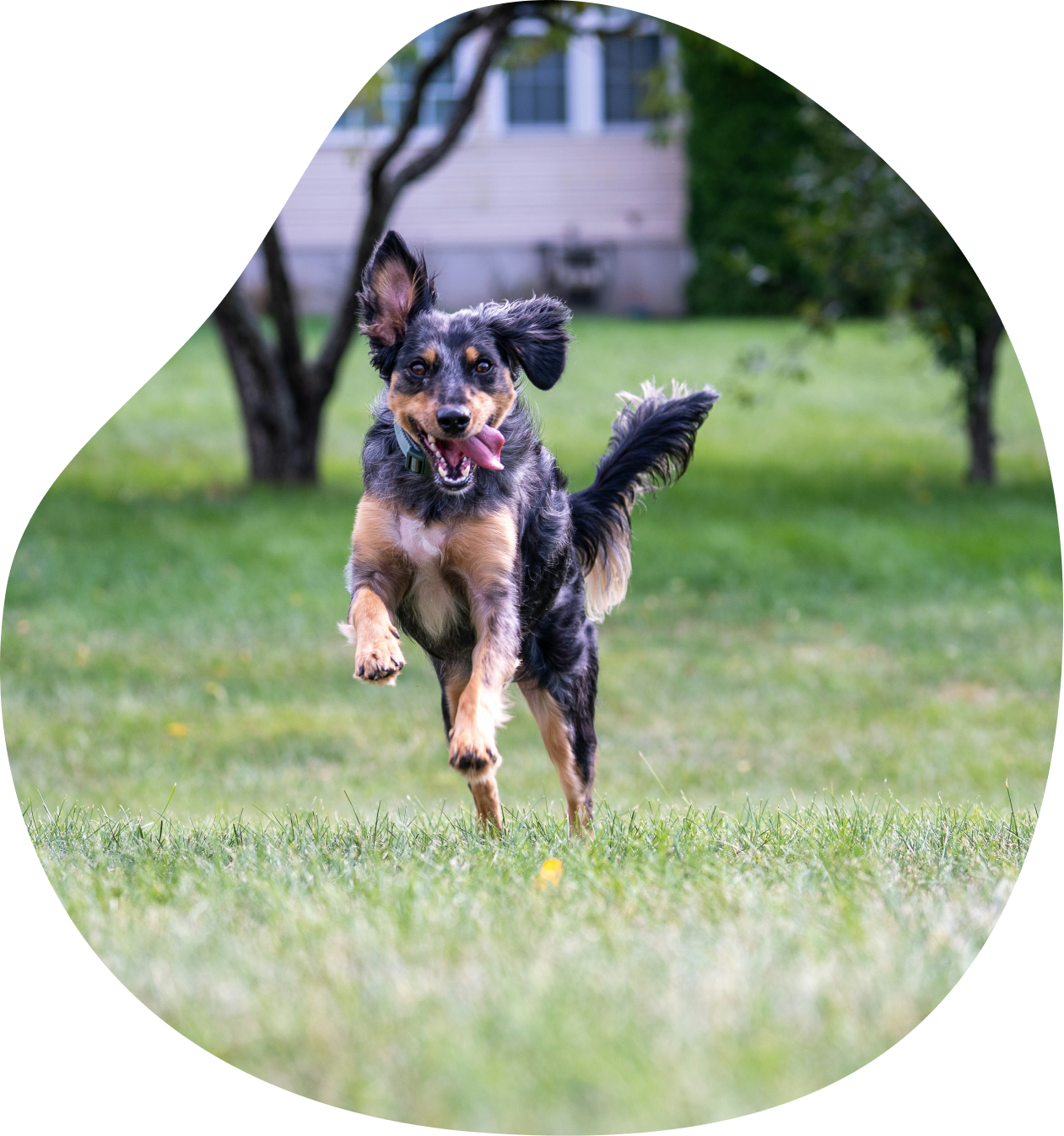 A dog running in the grass with its mouth open.