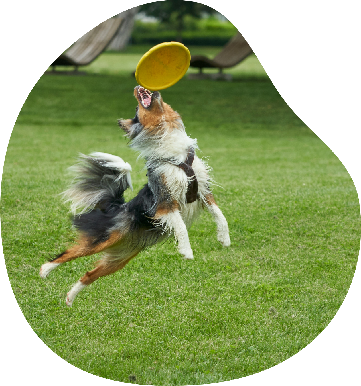 A dog jumping in the air to catch a frisbee.