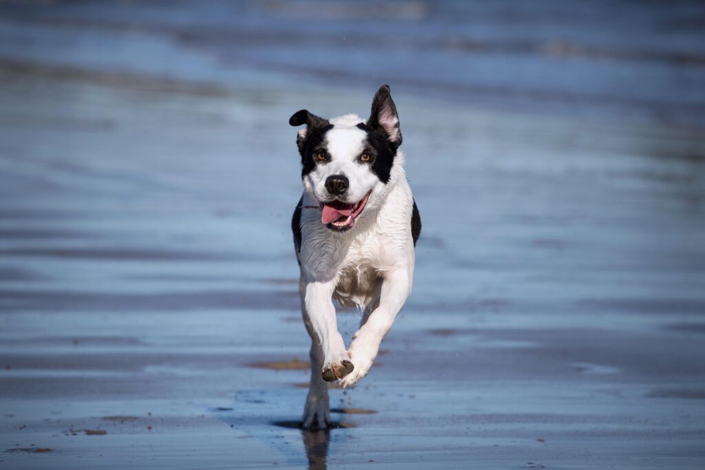 A dog running on the beach in shallow water. Enjoying the day after having super paws juice added to his water