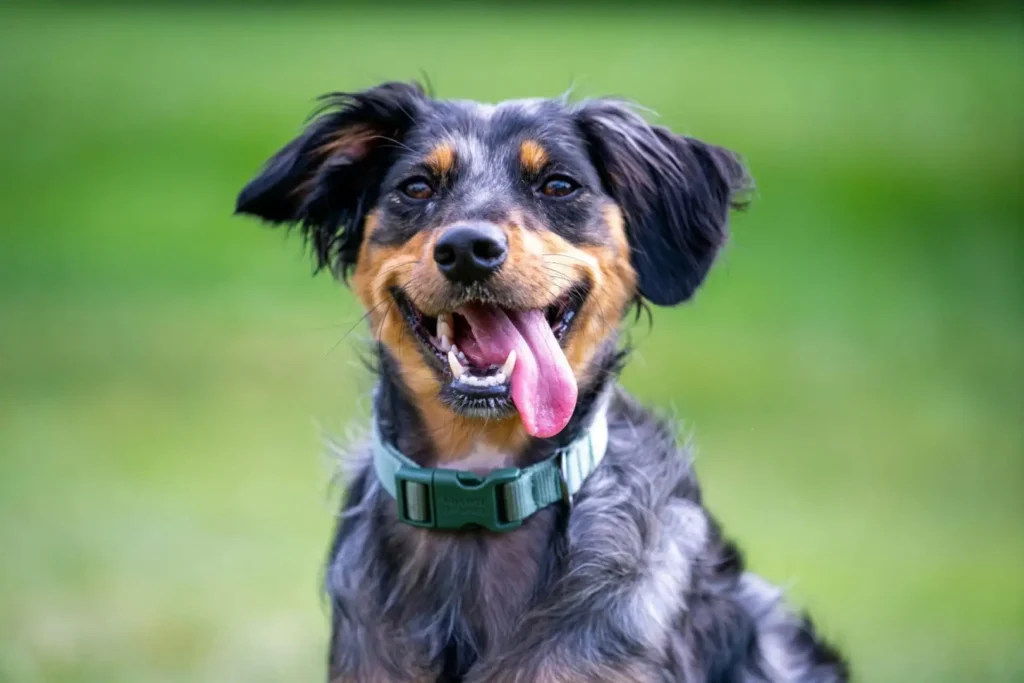 The Natural Way to Keep Your Dog’s Teeth Clean: Super Paws Juice