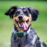 The Natural Way to Keep Your Dog’s Teeth Clean: Super Paws Juice