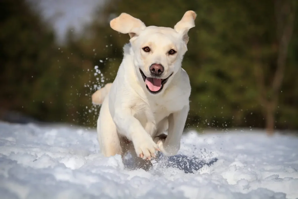 Top Tips to Help Dog’s with Dry Skin