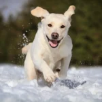Top Tips to Help Dog’s with Dry Skin