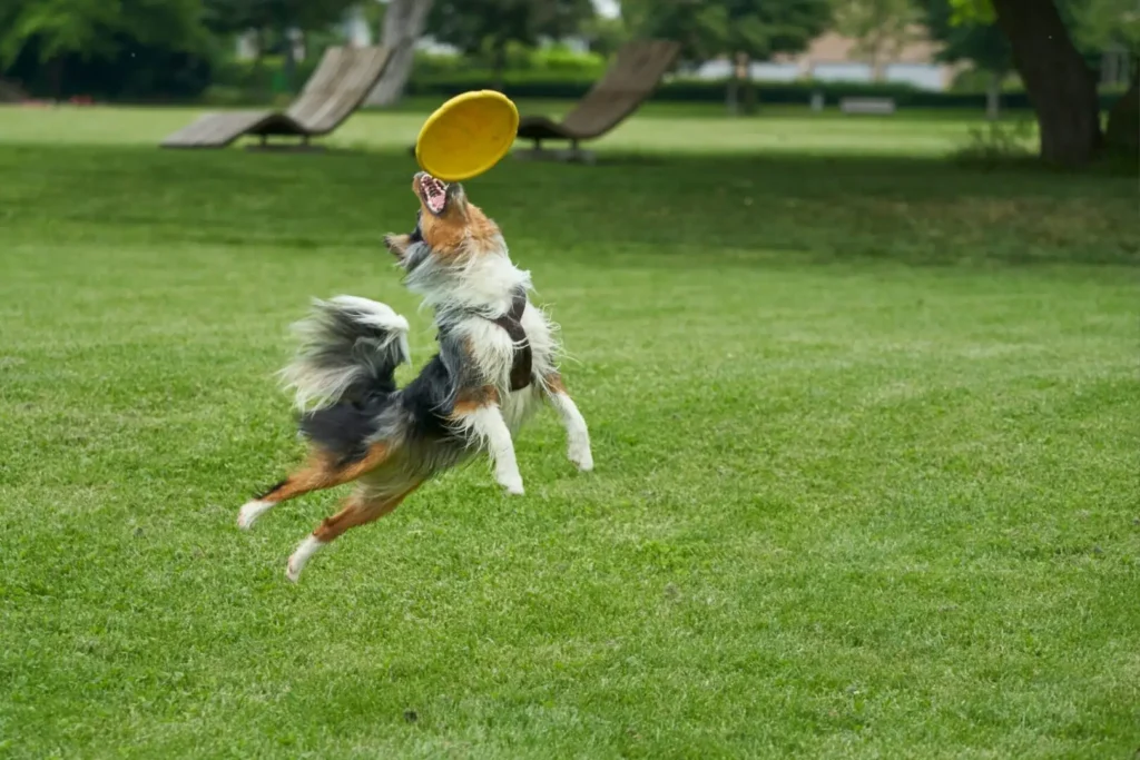 The Natural Way to Keep Your Dog’s Teeth Clean: Super Paws Juice
