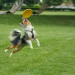 The Natural Way to Keep Your Dog’s Teeth Clean: Super Paws Juice
