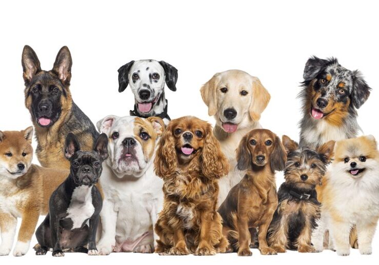 all natural dog supplements, best joint health for dogs, best natural dog supplements, easy to use dog supplements, best dental care for dogs, best dental supplement for dogs, best hip and joint supplement for dogs, best dog dental treats, best skin and coat supplements for dogs