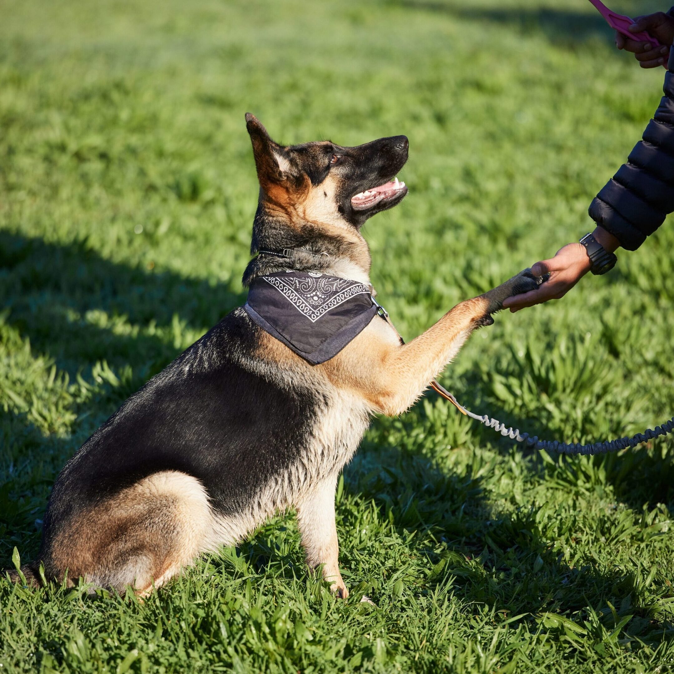 german shepherd excited about his health and wellness routine